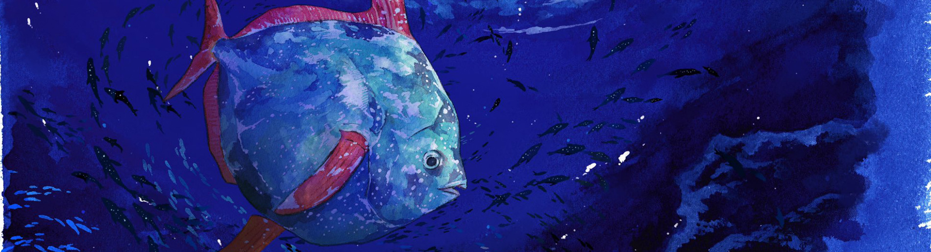 Deep-Sea Aquarium Magmell 