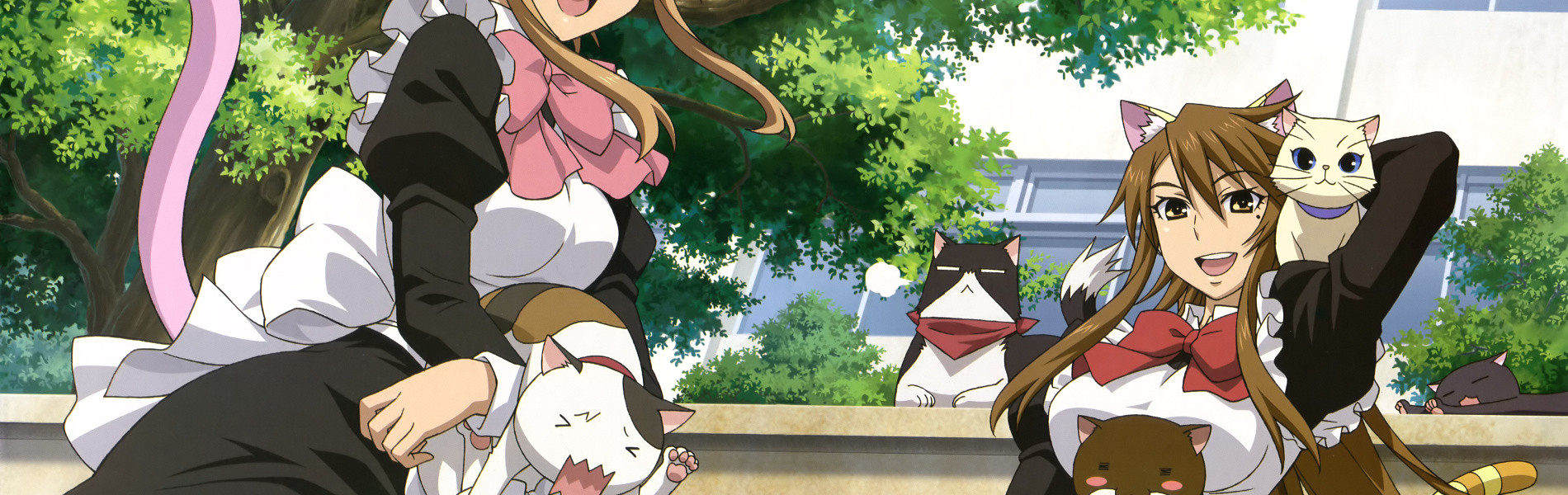 Meow Love!